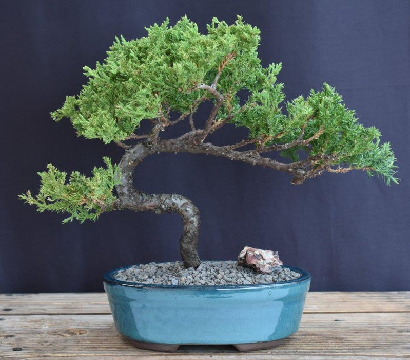 Juniper Bonsai Tree - Trained -(juniper procumbens nana)