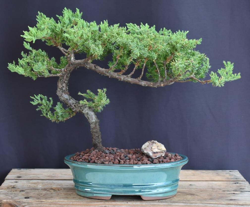 Juniper Bonsai Tree - Trained -(juniper procumbens nana)