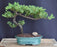 Juniper Bonsai Tree - Trained -(juniper procumbens nana)