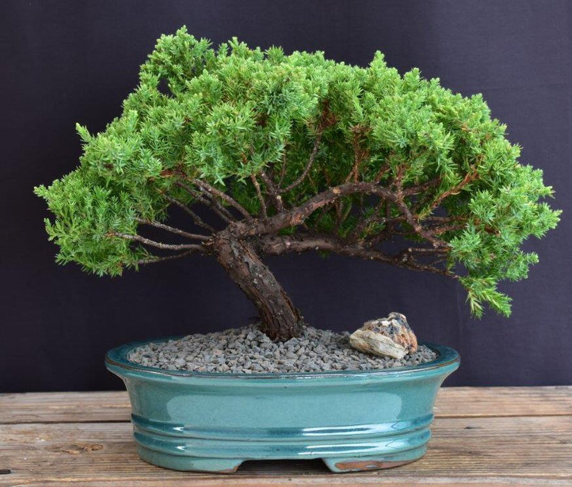 Juniper Bonsai Tree - Trained -(juniper procumbens nana)