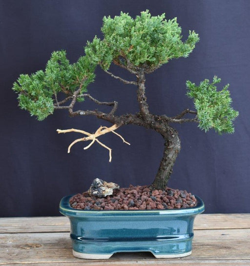 Juniper Bonsai Tree - Trained in Jin Style -(juniper procumbens nana)