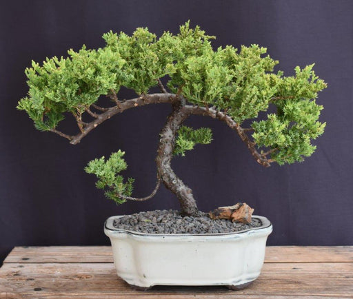 Juniper Bonsai Tree - Trained -(juniper procumbens nana)