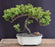 Juniper Bonsai Tree - Trained -(juniper procumbens nana)