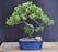 Juniper Bonsai Tree - Trained -(juniper procumbens nana)