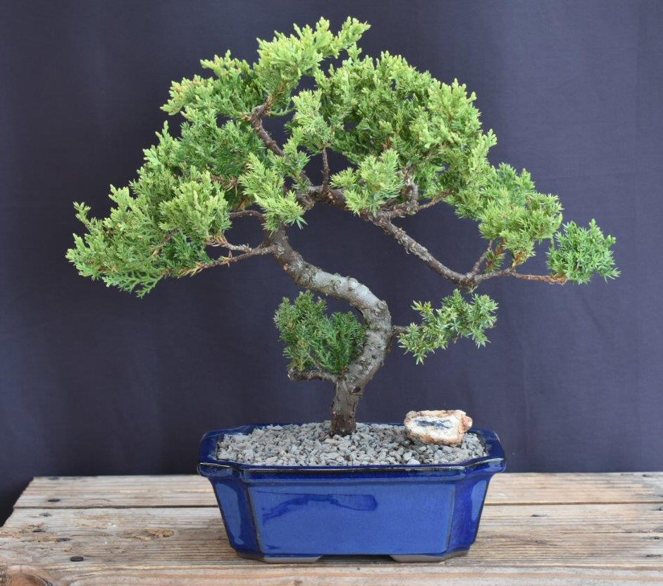 Juniper Bonsai Tree - Trained -(juniper procumbens nana)