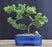 Juniper Bonsai Tree - Trained -(juniper procumbens nana)