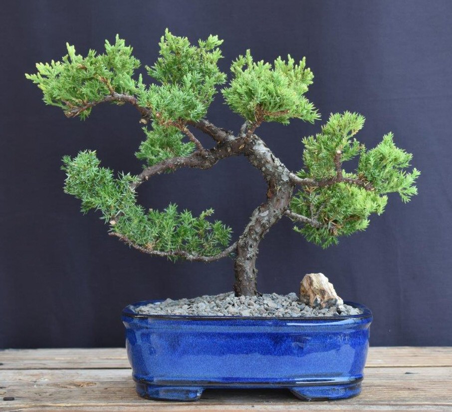 Juniper Bonsai Tree - Trained -(juniper procumbens nana)