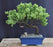 Juniper Bonsai Tree - Trained -(juniper procumbens nana)