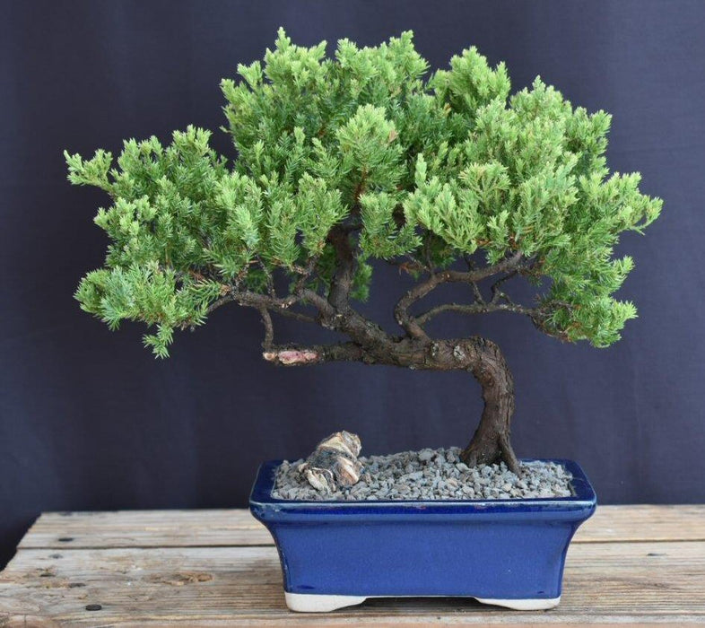 Juniper Bonsai Tree - Trained -(juniper procumbens nana)