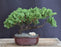 Juniper Bonsai Tree - Trained -(juniper procumbens nana)