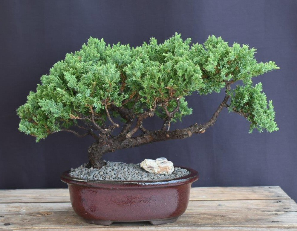 Juniper Bonsai Tree - Trained -(juniper procumbens nana)