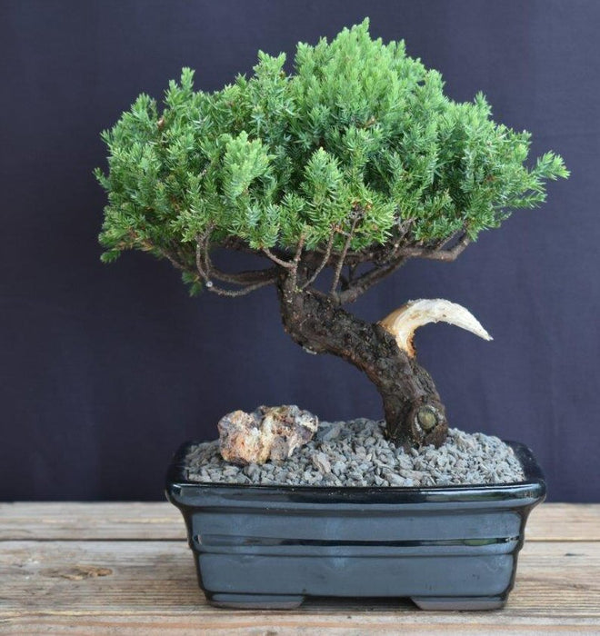 Juniper Bonsai Tree - Trained -(juniper procumbens nana)