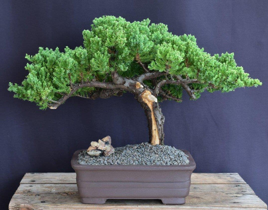 Juniper Bonsai Tree-Trained in Jin & Shari Style-(juniper procumbens nana)