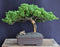 Juniper Bonsai Tree-Trained in Jin & Shari Style-(juniper procumbens nana)