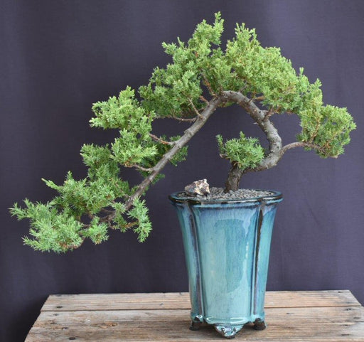 Juniper Bonsai Tree - Cascade Style -(juniper procumbens nana)9