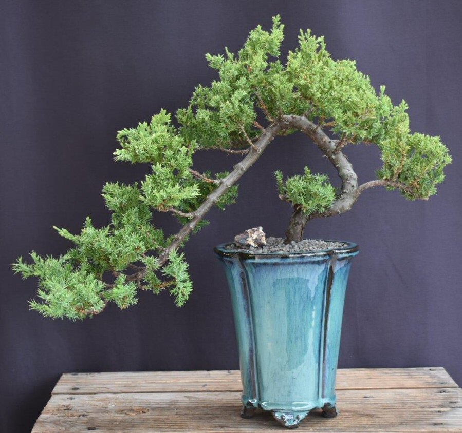 Juniper Bonsai Tree - Cascade Style -(juniper procumbens nana)