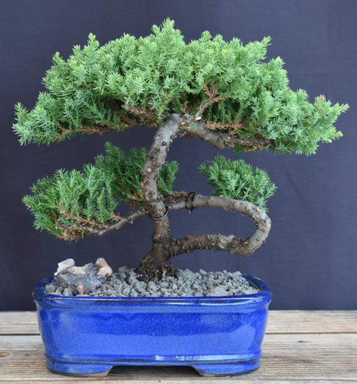 Juniper Bonsai Tree - Trained -(juniper procumbens nana)