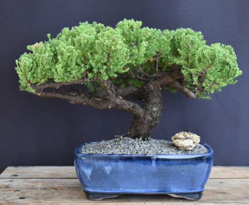 Juniper Bonsai Tree - Trained -(juniper procumbens nana)