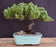 Juniper Bonsai Tree - Trained -(juniper procumbens nana)