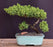 Juniper Bonsai Tree - Trained -(juniper procumbens nana)