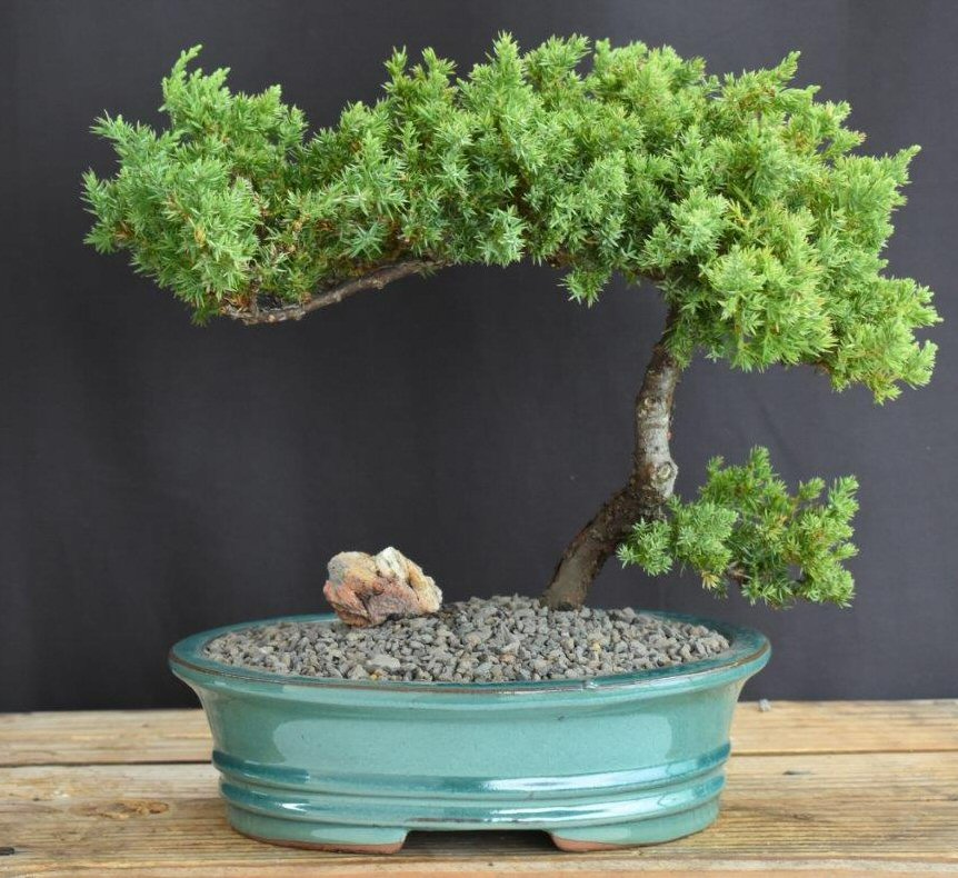 Juniper Bonsai Tree - Trained -(juniper procumbens nana)