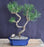 Japanese Black Pine Bonsai Tree -(pinus thunbergii 'thunderhead')