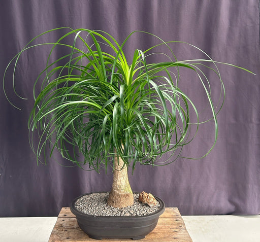 Ponytail Palm Bonsai Tree -(beaucamea recurvata)