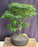 Flowering Brazilian Raintree Bonsai Tree -(pithecellobium tortum)