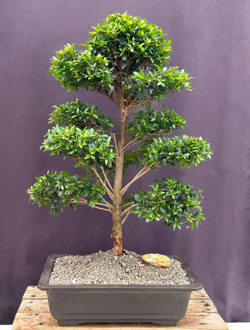 Flowering Brush Cherry Bonsai Tree-Tiered Branching- (eugenia myrtifolia)