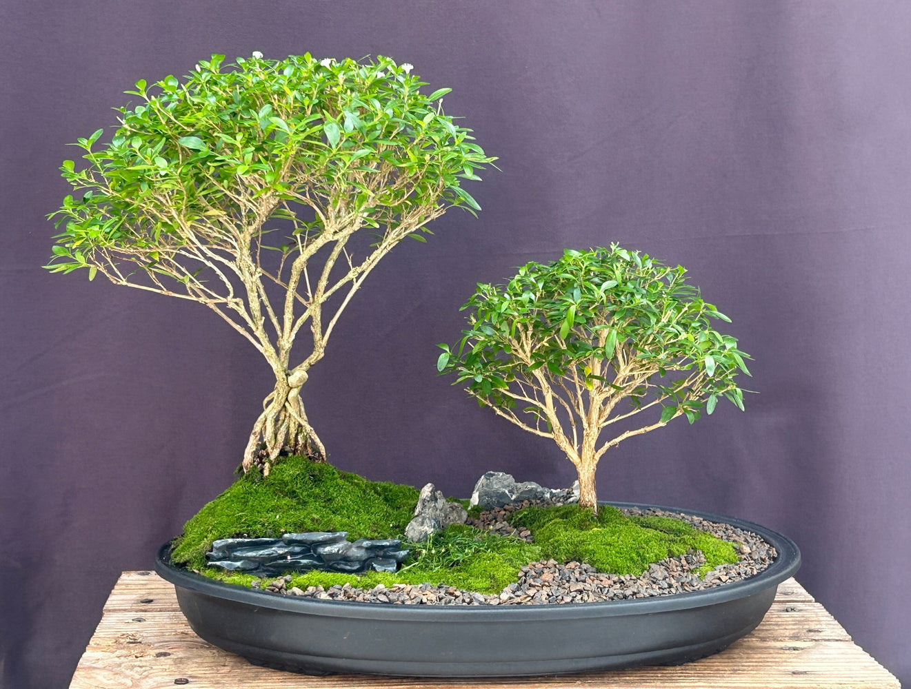 Chinese Flowering White Serissa -Bonsai Tree of a Thousand Stars-Forest Planting-(serissa japonica)