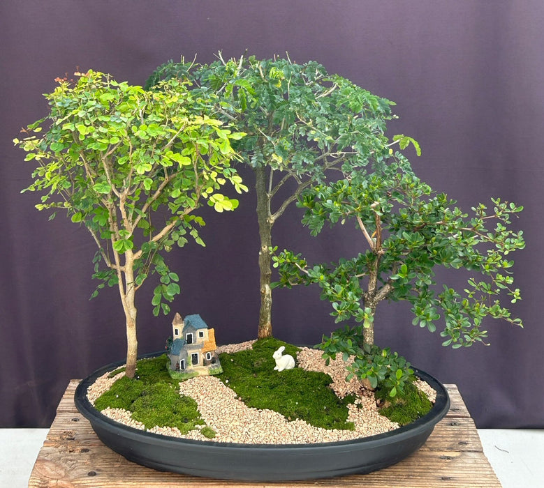 Flowering Three Tree Bonsai Forest Group