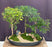 Flowering Three Tree Bonsai Forest Group