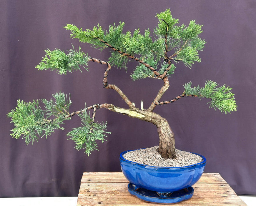 Shimpaku Juniper Bonsai Tree-(juniper chinensis 'shimpaku')