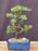 Juniper Karate Kid Bonsai Tree- (juniper procumbens nana)