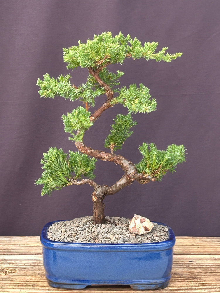 Juniper Karate Kid Bonsai Tree- (juniper procumbens nana)