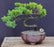 Juniper Bonsai Tree - Trained -(juniper procumbens nana)