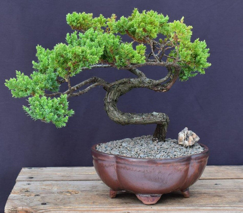 Juniper Bonsai Tree - Trained -(juniper procumbens nana)