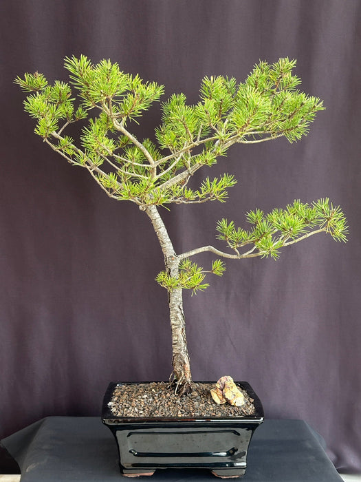 Scotch (Scots) Pine Bonsai Tree-(Pinus sylvestris ?Austrian hill?)