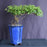 Flowering Sweet Plum Bonsai Tree-Semi Cascade Style-(sageretia theezans)