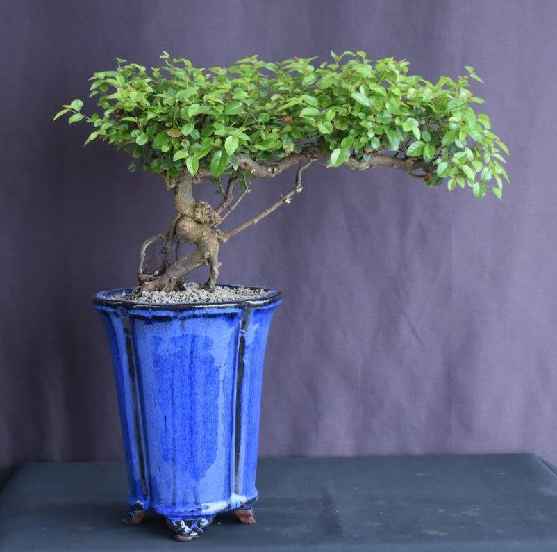 Flowering Sweet Plum Bonsai Tree-Semi Cascade Style-(sageretia theezans)