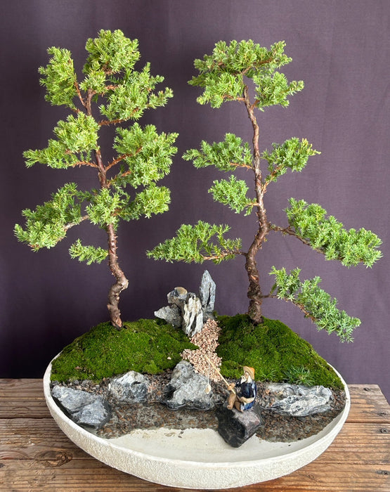 Juniper Bonsai Tree - Trained-Land / Water Landscape Scene-(juniper procumbens nana)