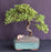 Juniper Bonsai Tree - Trained -(juniper procumbens nana)