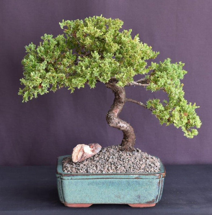 Juniper Bonsai Tree - Trained -(juniper procumbens nana)