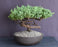 Juniper Bonsai Tree - Trained -(juniper procumbens nana)