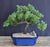 Juniper Bonsai Tree - Trained -(juniper procumbens nana)