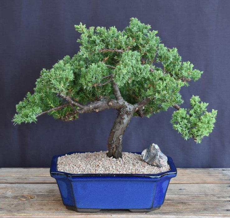 Juniper Bonsai Tree - Trained -(juniper procumbens nana)