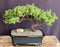 Juniper Bonsai Tree - Trained -(juniper procumbens nana)