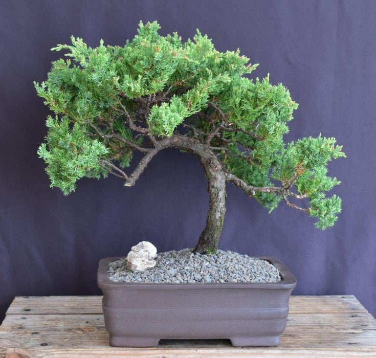 Juniper Bonsai Tree - Trained -(juniper procumbens nana)