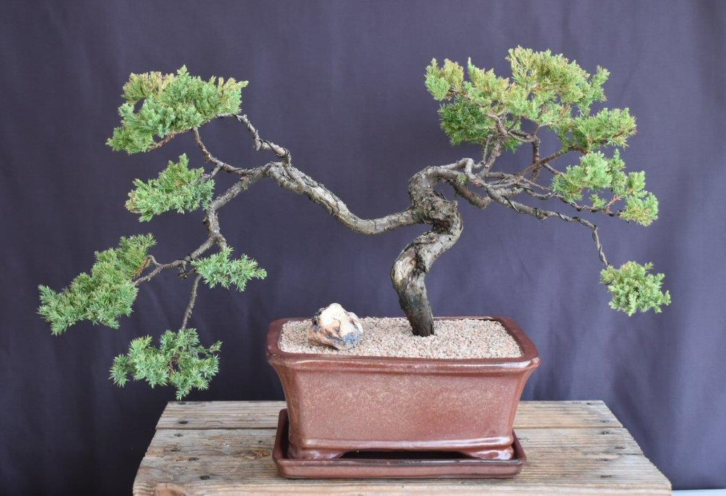 Juniper Bonsai Tree - Trained -(juniper procumbens nana)