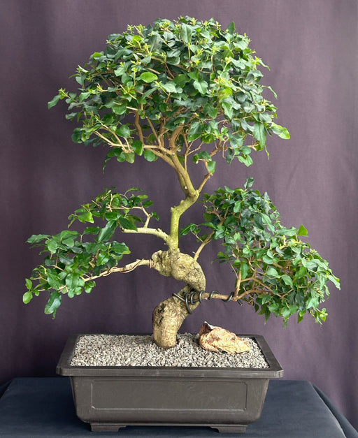 Flowering Ligustrum Bonsai Tree- Trained Curved Trunk-(ligustrum lucidum)